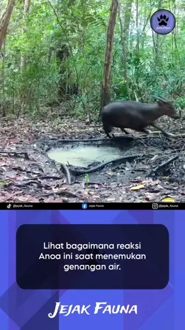 Anoa (genus : 𝘉𝘶𝘣𝘢𝘭𝘶𝘴 (subgenus : 𝘈𝘯𝘰𝘢)) adalah sejenis kerbau liar berukuran kecil yang endemik di hutan hujan tropis Pulau Sulawesi. Terdapat dua spesies dari subgenus 𝘈𝘯𝘰𝘢 yang dikenal, yakni Anoa Gunung (𝘉𝘶𝘣𝘢𝘭𝘶𝘴 𝘲𝘶𝘢𝘳𝘭𝘦𝘴𝘪) dan Anoa Dataran Rendah (𝘉𝘶𝘣𝘢𝘭𝘶𝘴 𝘥𝘦𝘱𝘳𝘦𝘴𝘴𝘪𝘤𝘰𝘳𝘯𝘪𝘴). Berat tubuh mamalia ini berkisar 150–300 kg dengan tinggi bahu 70–100 cm. Selain dari ukuran, ciri khas lain Anoa yaitu tanduk uniknya yang lurus ke belakang. Karena ukurannya yang kecil dan penampilannya yang mirip dengan Kerbau Air, mereka kerap dijuluki 
