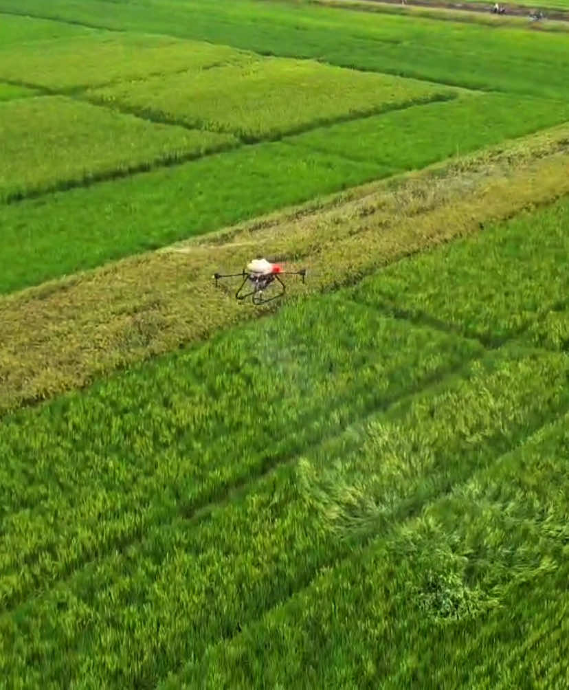 #CapCut #pertanian #agriculture #drone #genz #teknologi #bawangmerah 