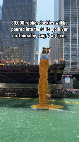 The Chicago Ducky Derby is one of the city’s most fun events! #chicago #illinois