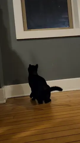 I laugh way too hard every time I watch this 😂 #nobraincells #blackcat #blackcats #catsoftiktok #cattok #funny #fyp #viral #follow #trending #funnycat #catthings #themostdangerousanimal 