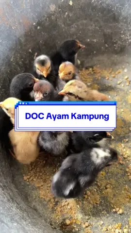 doc ayam kampung umur 3 hari nih teman-teman🤩🤗 gemas dan piyik piyik🫠 #ternakayam #ternak #ayamkampung #docayam #peternakan #lampung 