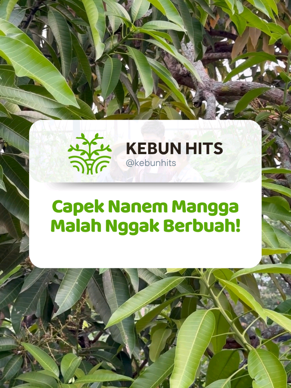 capek nanem mangga malah nggak berbuah 🌱 #bisatani #berkebun #promoguncang88 #gajiansale #calsinut 