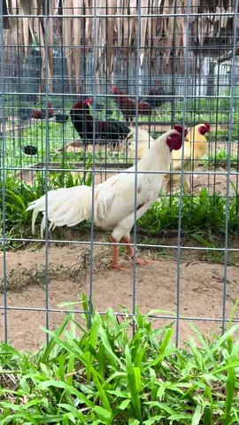 Mầm Non ❤️#tik_tok #angiang #2025 