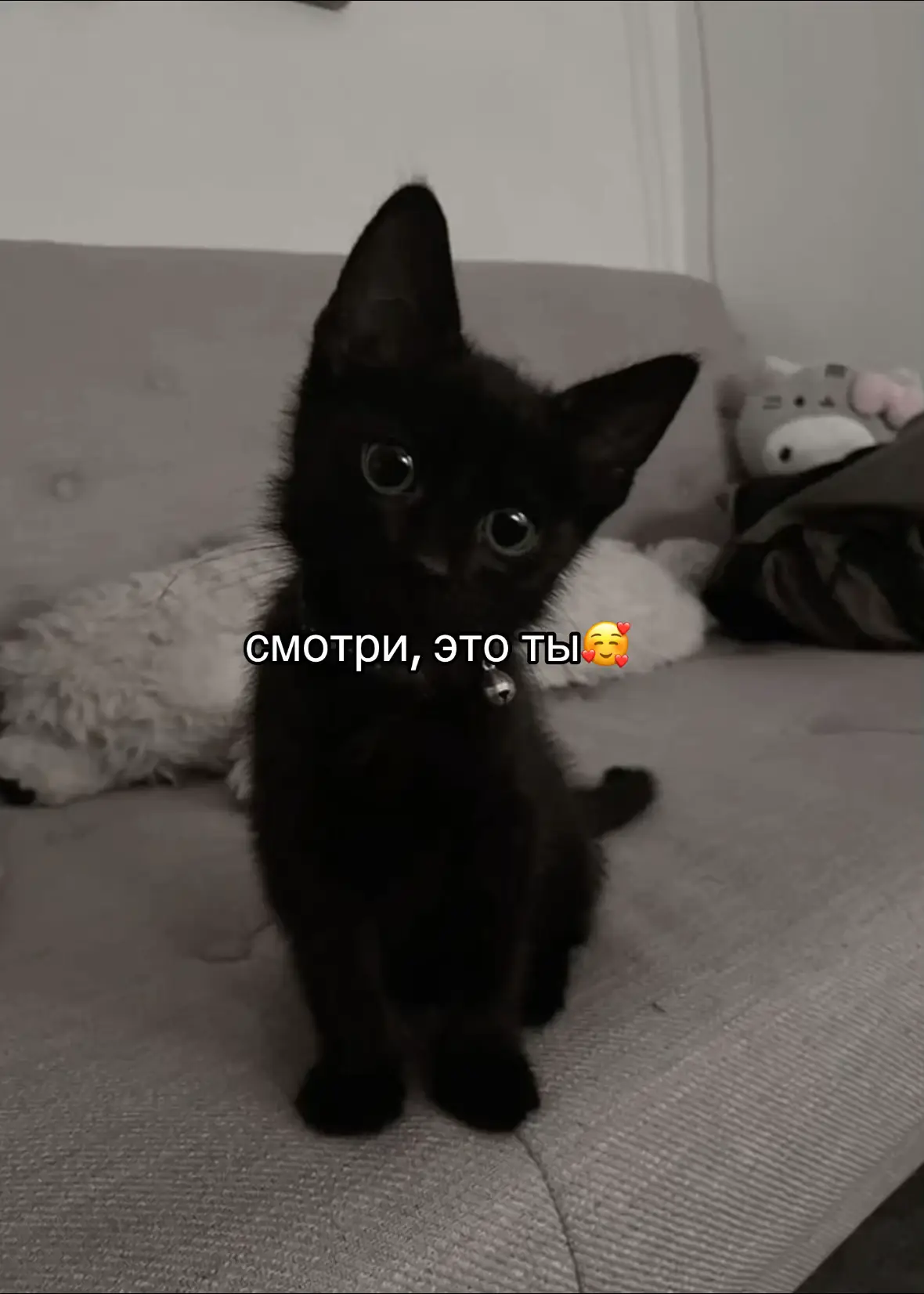 надеюсь так и есть🥰 #мы #котики  #fypシ゚ 
