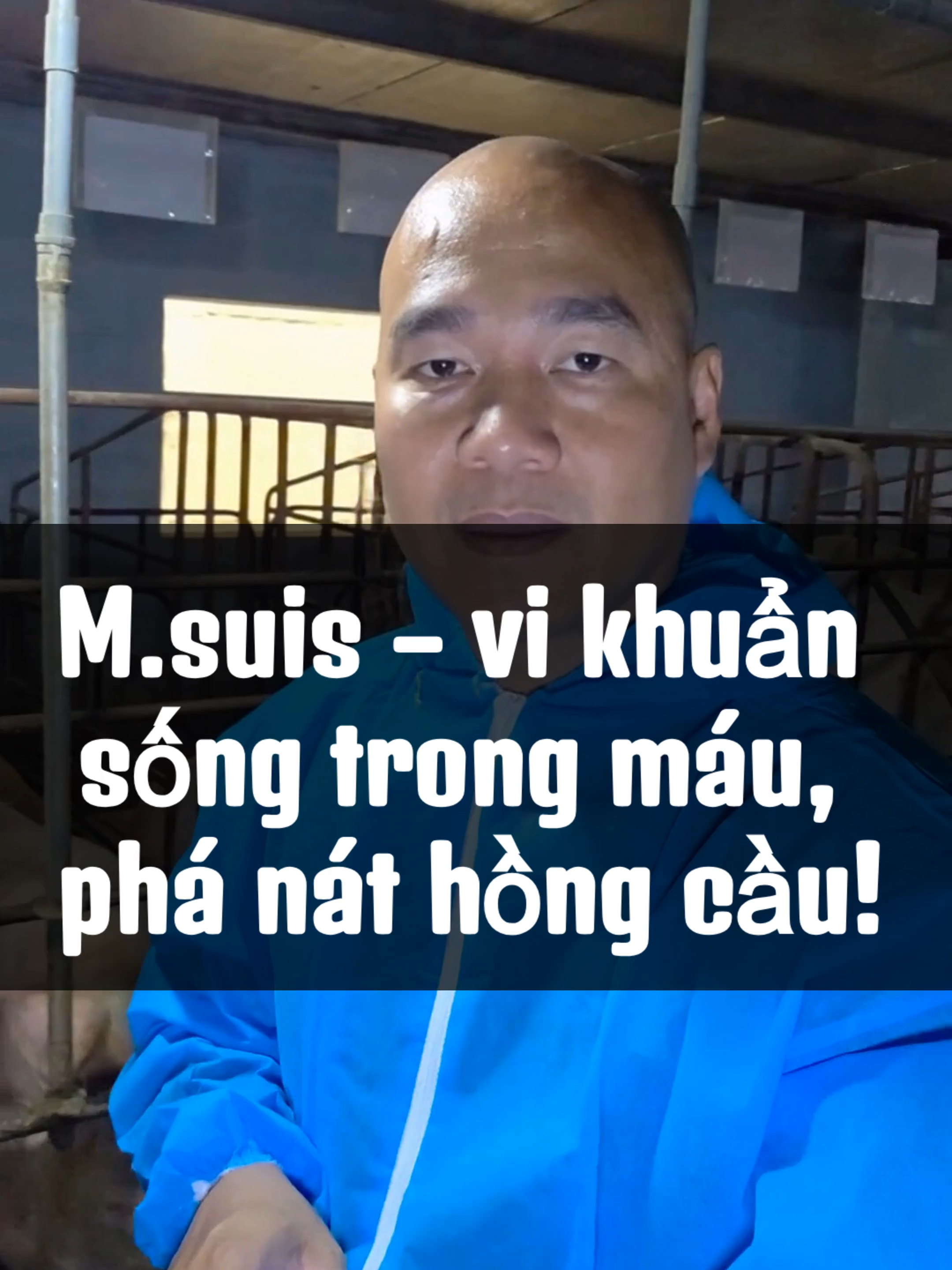 M.suis – vi khuẩn sống trong máu, phá nát hồng cầu! Có một loại vi khuẩn…  Không sống trong ruột…  Không trú ngụ ở gan…  Mà nó sống ngay trong máu của con heo – và âm thầm phá nát từng hồng cầu! Tên của nó là Mycoplasma suis – kẻ thù giấu mặt khiến hàng ngàn trại heo thiệt hại nặng nề… Khi xâm nhập vào cơ thể…  Nó bám chặt vào hồng cầu – làm hồng cầu biến dạng, vỡ vụn  Máu loãng ra, không còn vận chuyển được oxy…  Heo rơi vào trạng thái thiếu oxy tế bào âm thầm  Tai bắt đầu tím… da nhợt… mắt vàng…  Heo bỏ ăn từng bữa… yếu dần… rồi lịm đi trong lặng lẽ Cái nguy hiểm nhất của M.suis là nó không làm ồn ào  Không ho, không tiêu chảy…  Nhưng lại giết heo từ bên trong máu  Và nếu không phát hiện kịp – nó sẽ lây lan cả trại qua kim tiêm, côn trùng, qua cả heo mẹ sang con! Tôi đã trực tiếp cứu nhiều trại rơi vào tình trạng này bằng phác đồ tấn công thẳng vào máu: Ngày 1, 2, 3, tiêm mỗi con 1ml Phục Hồi Siêu Tốc trước – rồi 1ml Quinovet @ sau trên 15kg nếu là heo nái  Nếu là heo thịt – tiêm 1ml Quino Gold LA sau Phục Hồi trên 10kg Chiều ngày 1 đến 5, trộn 100g M2-TETRA cho 2 tấn thể trọng toàn đàn để làm sạch máu và diệt tận gốc mầm bệnh Với heo nái mang thai, cần tiêm thêm 3ml AN THAI trước 30 phút ngày đầu để giữ thai an toàn Chỉ sau vài ngày – heo ăn khỏe trở lại, da hồng, mắt sáng, đi đứng linh hoạt  Cảm giác sung sướng nhất – là khi anh chị biết mình đã kéo cả đàn ra khỏi lưỡi hái của vi khuẩn máu! Tổng hợp việc cần làm: Cảnh giác với triệu chứng tai tím, da nhợt, mắt vàng – dấu hiệu của Mycoplasma suis Tiêm đúng phác đồ 3 ngày – Phục Hồi + Quinovet @ hoặc Quino Gold LA Trộn M2-TETRA 5 ngày để cắt mầm bệnh trong máu Heo nái bầu cần tiêm thêm AN THAI để giữ thai Không dùng chung kim tiêm – sát trùng kỹ, diệt côn trùng để ngăn lây lan #phamxuantrinh #sieubacsi #heo #channuoi #CapCut