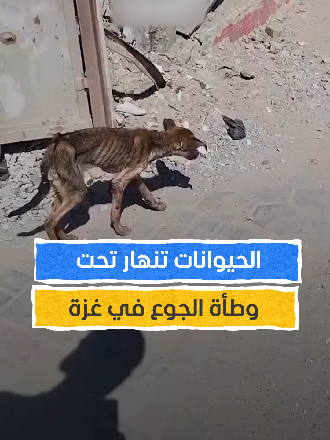 الجوع في غزة لا يرحم.. حيوانات غزة تموت بصمت تحت وطأة التجويع والحصار #اخبار_المشهد
