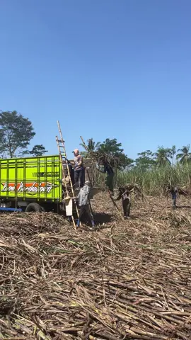 swasembada🎋🌿#lumajang #indonesia 