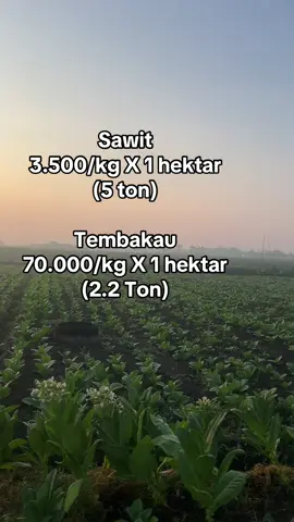 jadi lebih menguntungkan mana kira