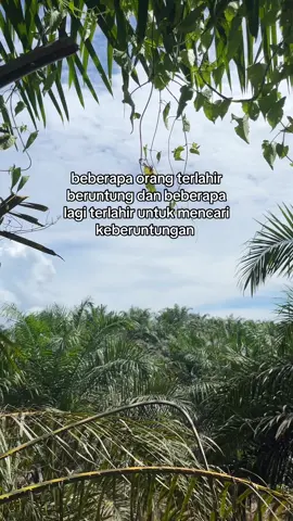 #sawitontiktok #beraukaltim 