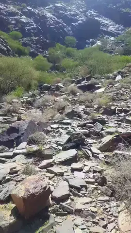 #الديرة #ناطع #السلاطين #cricket #الحياه_البريه #asmr