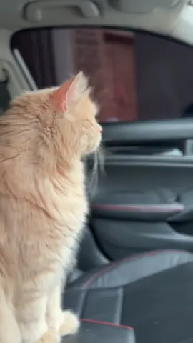 Hope😍💗 #foryou #fyp #catsoftiktok #civic #viral 