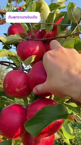 ต้นพุทราแดงอินเดีย #viral 