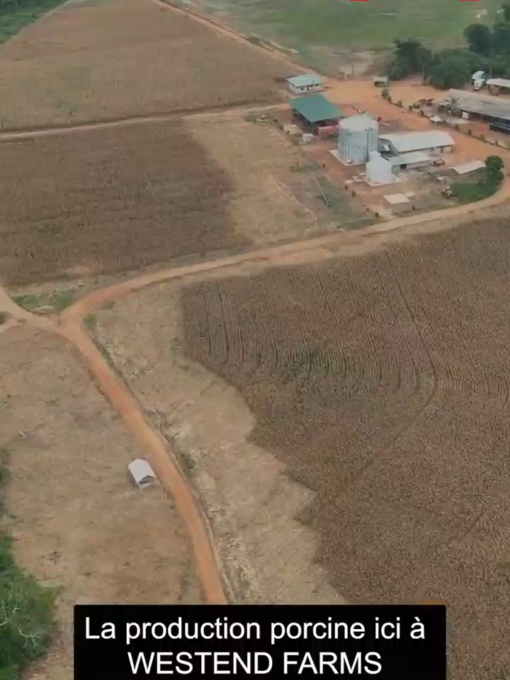 Organiser sa ferme porcine : guide pratique pour débutants #InvestirAuCameroun #viandedeporc #camerountiktok🇨🇲
