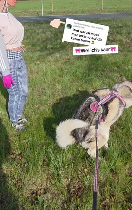 Antwort auf @tessido 🎀ja ich hau immer auf die 💩🎀 #💩 #kaka #hund #hundehaufen #dog #shit #dogshit #dogpoop #husky #heap #siberienhusky #siberianhusky  #rüde #🎀 #🐾 #pet #tier #haustier #animal #gassi #tierliebe #hundeliebe #animallove #doglove 