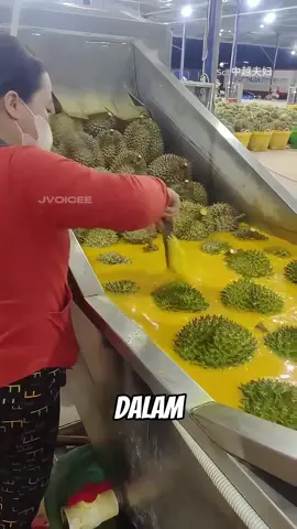 Cara mengawetkan durian secara alami #durian #serunyabelajar #fyp 
