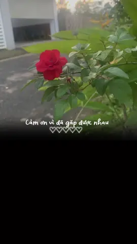 Cảm ơn …#yeuthuong #yêuthiennhien #tamtrang #foryou #flypシ 