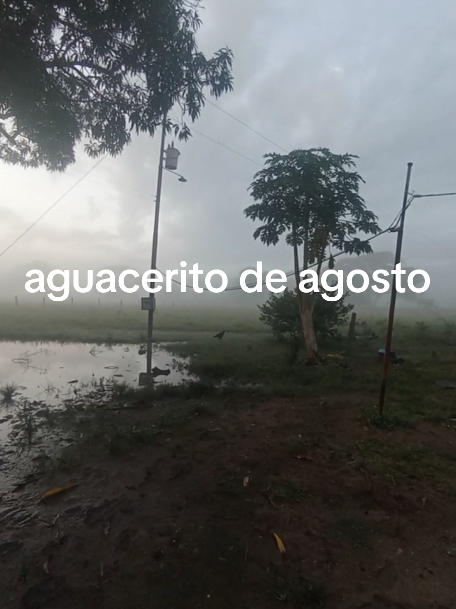 Amanecer en el llano.#llanosvenezolanos #venezuela🇻🇪 #venezolanosenelmundo 