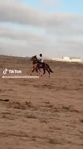 #الحاج #اشكال #كامل #الدسم 