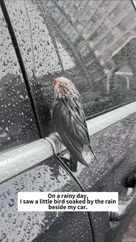 On a rainy day, I saw a little bird next to my car getting wet in the rain, and then...#Rescue #animal #fyp #bird 