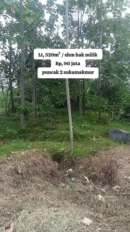 info detail 081213490125 SPESIFIKASI - lt 320 m² - legalitas SHM - akses mobil - nempel kali kecil - nempel pemukiman - udara sejuk - mdpl +550 LOKASI * puncak 2 bogor timur * desa warga jaya * kec, sukamakmur Rp, 90 juta nego halus sangat cocok untuk Villa pribadi dan rumah huni #tanahmurah #bogorhits #bogortimur #puncak2 #sukamakmur #popular #tranding #viral #fyp #fypシ゚ #fypage #fyppppppppppppppppppppppp 
