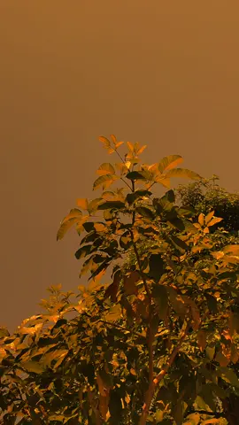 الصبر هو الحل لمن ليس لديه حل. Sabar adalah solusi bagi orang yang tidak punya solusi. #fathuruluminstrumen #sadvibes🥀 #arabicsong #masukberandamuu #fy #fathurulum 