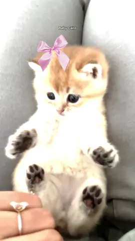 #جميله_الحلوه😩😩🤎 #قطه #بتجننن🥺♥ #كيوت💞 