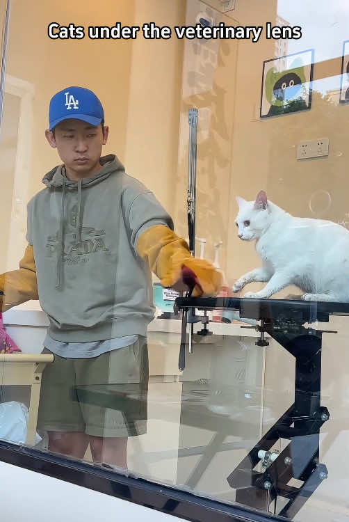 When your cat tries to bolt from the vet clinic…#cat #funnycat #catsoftiktok #funnyvideos #funnytiktok #fyp #foryou #tiktok 