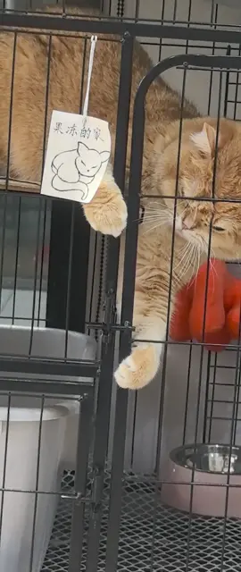 #funny #cute #animals 