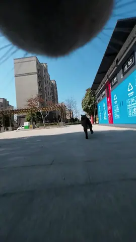 Maxwell is chasing the tabby cat that invaded his territory#cats 