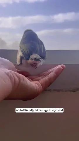 Bird left me her egg—Now I’m a full-time bird mom😂I’m still not sure what species it is, but I know it’s really cute#fyp #rescue #animals #birds #birdsoftiktok 