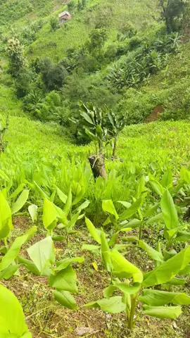 মাশা আল্লাহ  কি সুন্দর  #sajek_valley #foryou #paharimanush #Eskansajek #trending #500k #bangladesh🇧🇩 #1m #sajekvelly #pahariviews #sajekvelly❤️ #100k #fyp #Love #tedingsong #sajek #vairal #pahariview #1mviews #100kviews✔️tiktok 