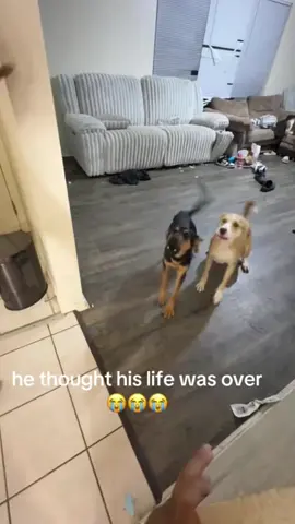 Scare your dog#funny #dog #funnyvideos #lol 