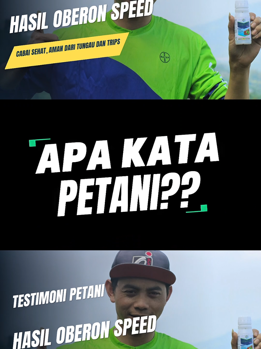 NIH TESTIMONI YANG PAKAI #OBERONSPEED #sumbing #sukomakmur #loncang #daunbawang #magelang24jam #serenade #ambition #oberonspeed #bayer #fy #tani 