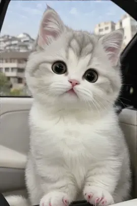 #animal #kitten #aigenerated #kittens #babycat #kucingoren #aicat #pet #catshorts #fluffy #kucinggemoy #kucinglucu #kucingtiktok #kitty #pet #comel #kucingoren 