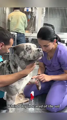 Dogs are afraid of getting injections #dog #dogtok #funnyvideos #haha #funnymoments #fpy #pets #foryou #PetsOfTikTok #doglife #pet #funnyanimals #funny 