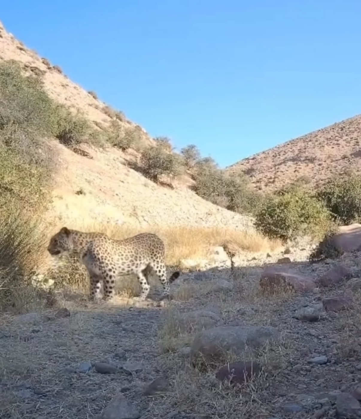 07.07.25#gokdepe🇹🇲🇹🇲🇹🇲🇹🇲🇹🇲 