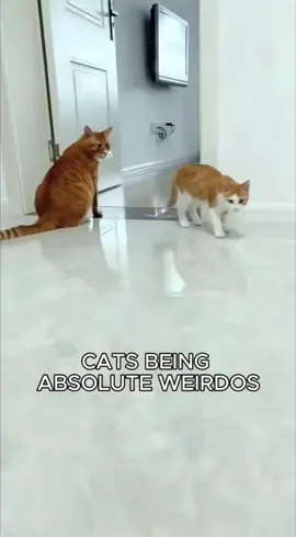 Why are they so weird?!??😂😂#funny #funnyanimals #cuteanimals #funnyvideos #pet #cat #cats #fyp 