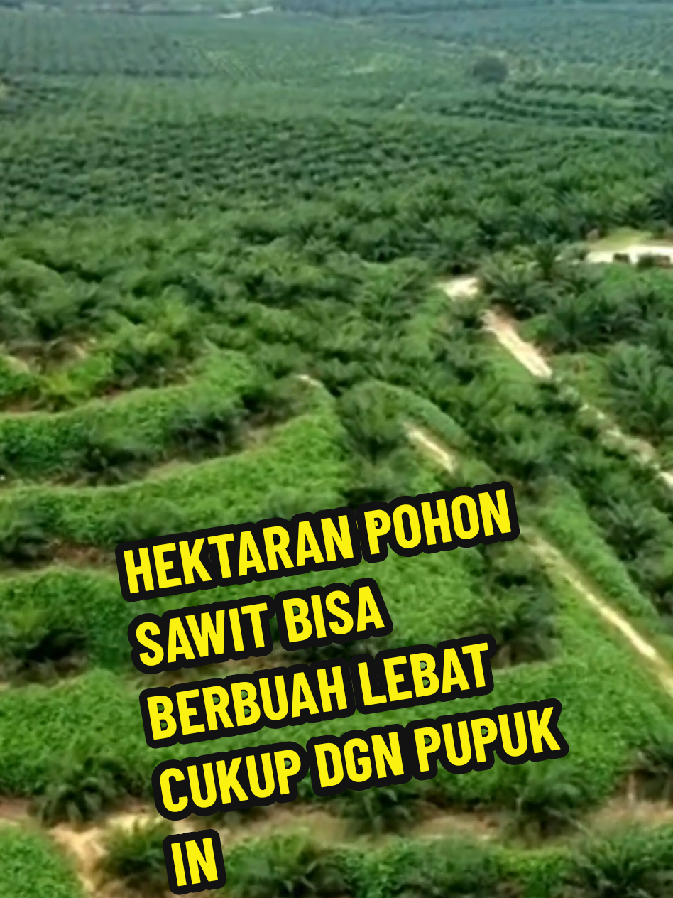 HEKTARAN POHON SAWIT BISA BERBUAH LEBAT CUKUP DGN PUPUK INI #sawit #kebunsawit #pupuksawit #petanisawit #pohonkelapasawit #kelapasawit 