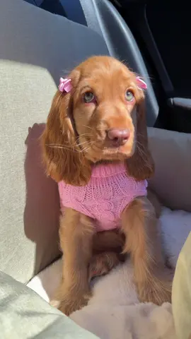 She’s just a baby girl 🥹🎀💕 #cockerspaniel #puppy #cutepuppy #dogsoftiktok #PetsOfTikTok 