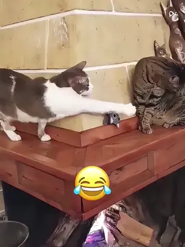 Paw slap&Innocent eyes👀’Who me?Never!’😼😂#catsoftiktok #catcrime#funnycat#catlover #catlover #catcomedy #usa #usapets #funnypets #fyp