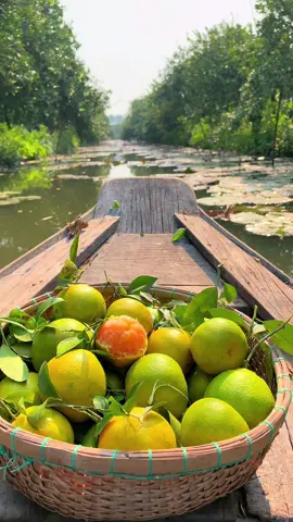Cảnh đẹp là đây đi tìm ở đâu xa #xuhuong #dongthap #dulichmientay #quythonglaivung #dulich 