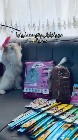 بشيشين خط احمر 😾🙌🏻 #كندر🍫 #بزونهہ🐈 #قطة #ابيض #الشعب_الصيني_ماله_حل😂😂 #ترند #بشيشين #ترندات 
