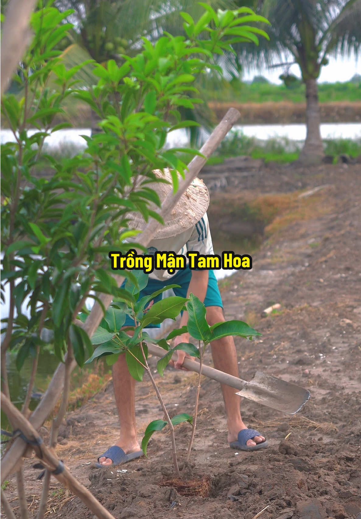 Trồng Thêm Mận Xanh Tam Hoa Trái To Nha #hienonha 