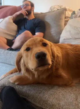 The dog’s gaze#dog #dogs #interesting #doglover #fyp #funnydogs #funnyanimals #viral #dogsoftiktok #funnydog #foryou #usa #longervideos 