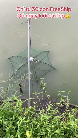 Lưới bát quái chỉ từ 30 Freeship chỉ cần it cám là có cá tép mọi người ơi#xuhuongtiktok #thuducbettafarm #lướibatquai 