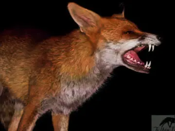 лиса под прицелом - раскрытые обмана/разоблачение #fox #deer #прицел #обман #вранье #щп #viral #fyp 