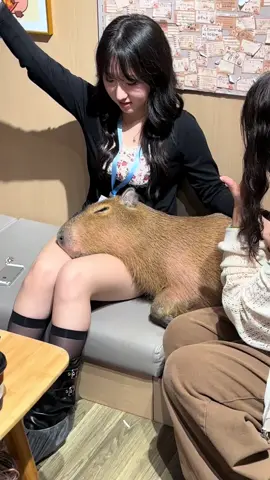 #capybara #funnytiktok #peace #healingtiktok #loveyou 