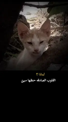 #عبارتكم #😔🥀💔 