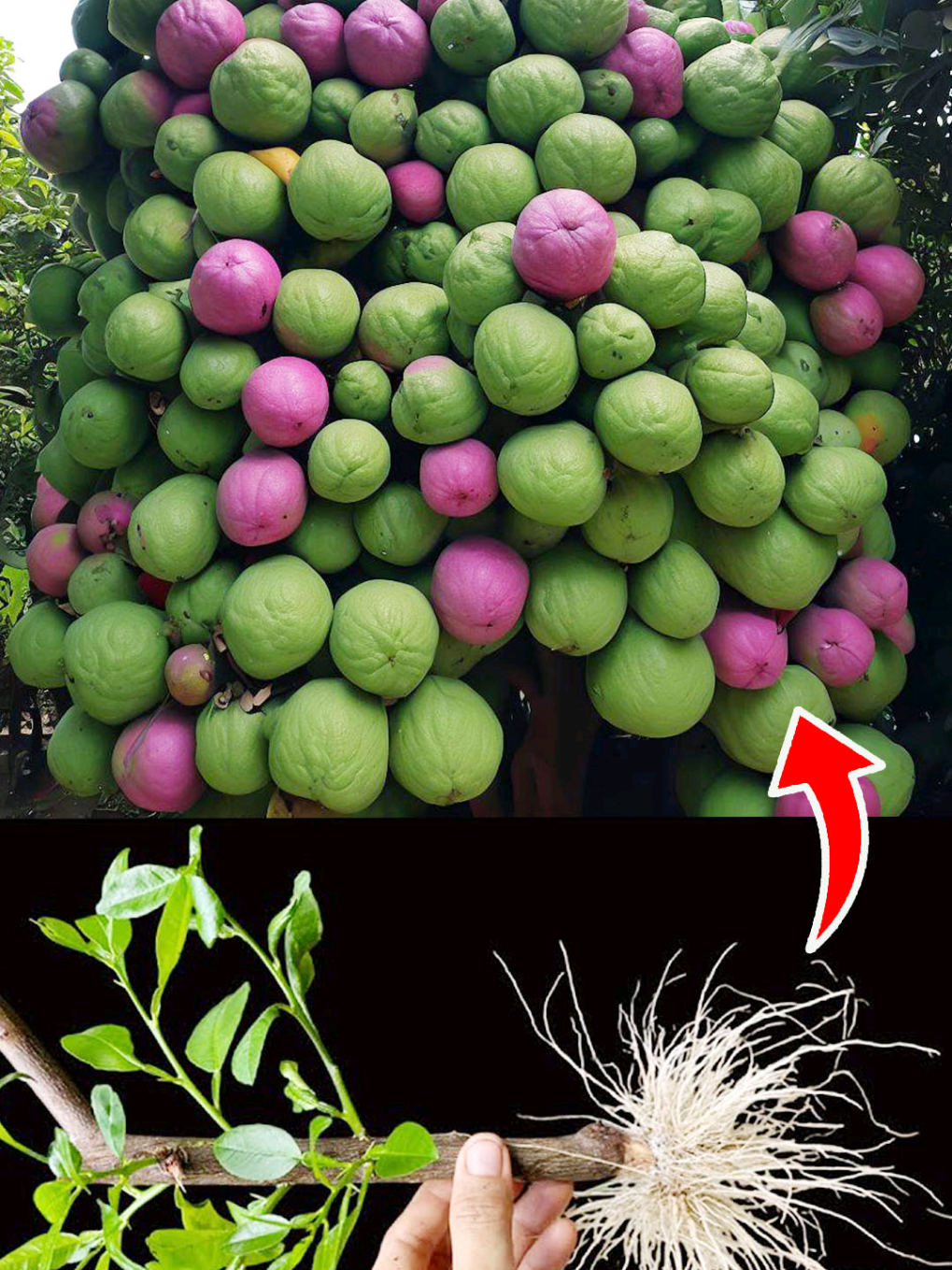 Magic to make guavas bear fruit abundantly #plant #grow #garden #grafting 