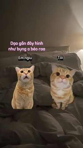 Buổi tối thường ngày của các cặp đôi.  #cat #memes #fyp #foryou #xuhuong #LearnOnTikTok 